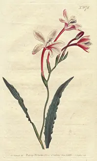 Tritonia: Curled-leaved tritonia with crimson and white