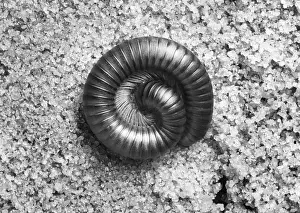 Millipede: CURLED MILLIPEDE