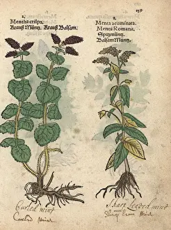 Mentha: Curled mint, Mentha spicata, and horse mint