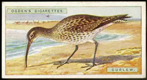 Curlew: CURLEW