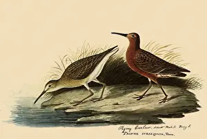 Leans: Curlew Sandpiper
