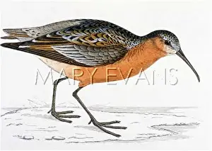 Curlew: CURLEW SANDPIPER (MORRIS