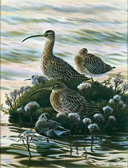 Curlews and Dunlin " High Tide