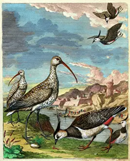 Lapwings: Curlews and Lapwings