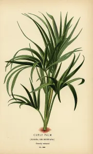 Spinosa: Curly palm, Howea belmoreana. Vulnerable