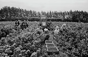 Chepurko: Currant harvest