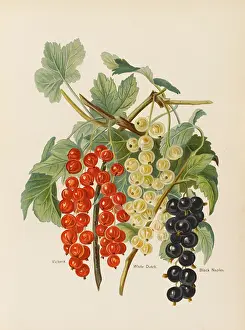 Currant: CURRANTS