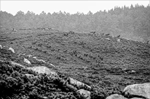 Curro: Curro Das Bestas, Pontevedra, Donas, Galicia, Spain