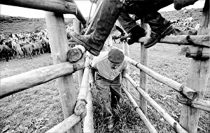 Penned: Curro Das Bestas, Pontevedra, Donas, Galicia, Spain