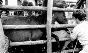 Penned: Curro Das Bestas, Pontevedra, Donas, Galicia, Spain