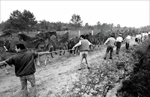 Corral: Curro Das Bestas, Pontevedra, Donas, Galicia, Spain