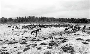 Curro: Curro Das Bestas, Pontevedra, Donas, Galicia, Spain