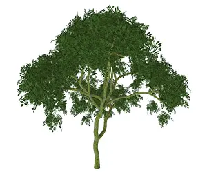 Shrub: Curry leaf tree illustration