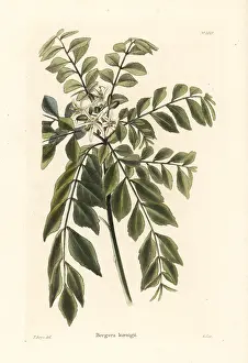 Shotter: Curry tree or curry leaf tree, Murraya koenigii