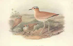Cursor: Cursorius cursor, cream-coloured courser