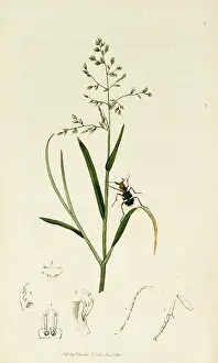Annua: Curtis British Entomology Plate 1