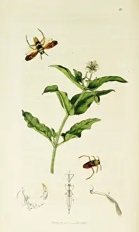 Hemiptera: Curtis British Entomology Plate 10