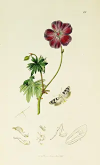 Geranium: Curtis British Entomology Plate 100