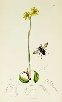 Ursinus: Curtis British Entomology Plate 101