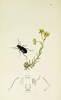 Saxifraga: Curtis British Entomology Plate 103