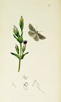 Gentian: Curtis British Entomology Plate 105