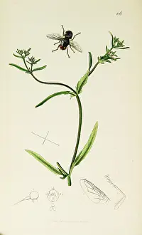 Salad: Curtis British Entomology Plate 106