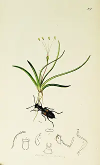Plantain: Curtis British Entomology Plate 107
