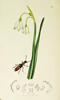 Flake: Curtis British Entomology Plate 108