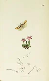 Veneer: Curtis British Entomology Plate 109