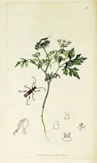 Fools: Curtis British Entomology Plate 11