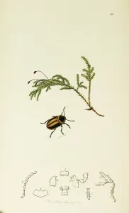 Chrysomela: Curtis British Entomology Plate 111
