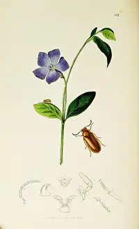 Periwinkle: Curtis British Entomology Plate 112