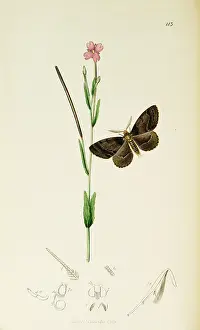 Sericea: Curtis British Entomology Plate 113