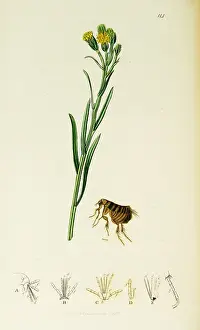 Flea: Curtis British Entomology Plate 114