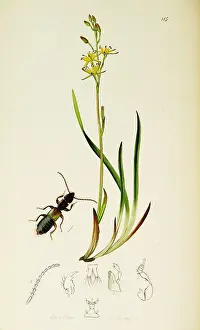 Depressed: Curtis British Entomology Plate 115