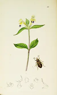 Nettle: Curtis British Entomology Plate 116