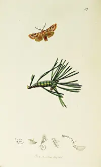 Destroying: Curtis British Entomology Plate 117