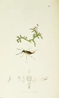 Scorpion: Curtis British Entomology Plate 118