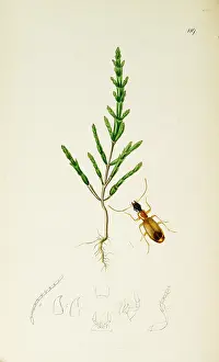 Europaea: Curtis British Entomology Plate 119