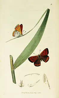 Dispar: Curtis British Entomology Plate 12