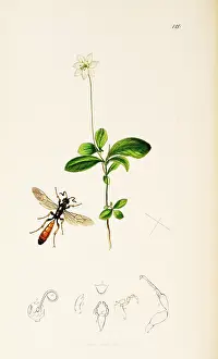 Europaea: Curtis British Entomology Plate 120