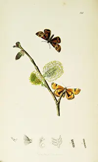 Salix: Curtis British Entomology Plate 121