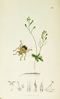 Verna: Curtis British Entomology Plate 122