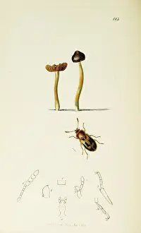 Agaricus: Curtis British Entomology Plate 123