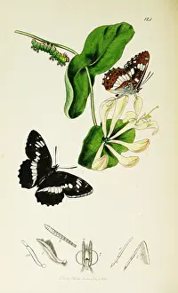Camilla: Curtis British Entomology Plate 124