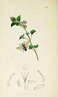 Punctata: Curtis British Entomology Plate 125