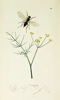 Cheese: Curtis British Entomology Plate 126