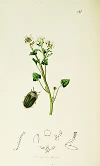 Scurvy: Curtis British Entomology Plate 127