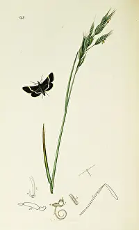 Sable: Curtis British Entomology Plate 128