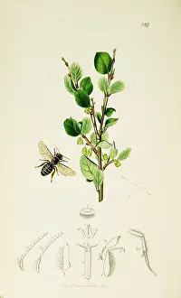 Stephens: Curtis British Entomology Plate 129